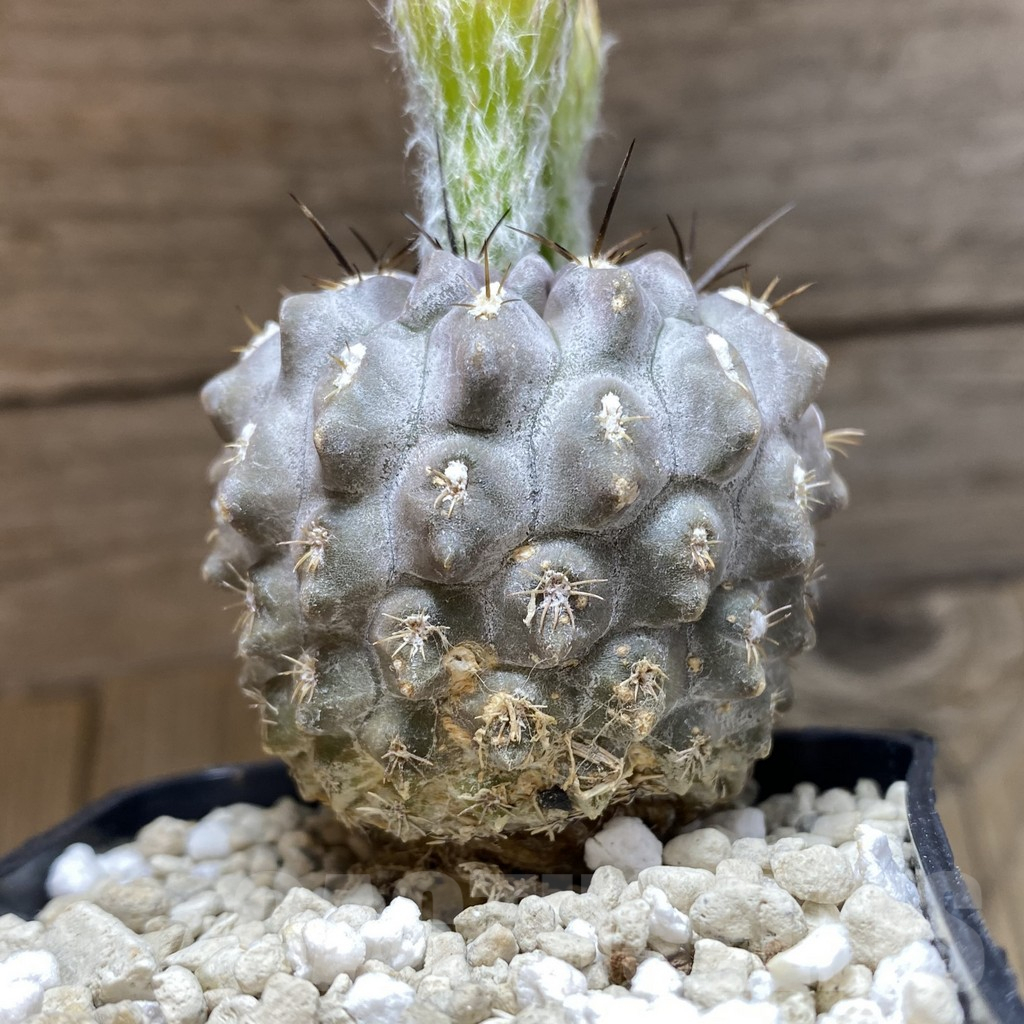 SH12633 Eriosyce heinrichiana - 画像 (3)