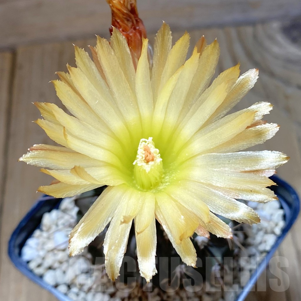 SH12634 Eriosyce heinrichiana