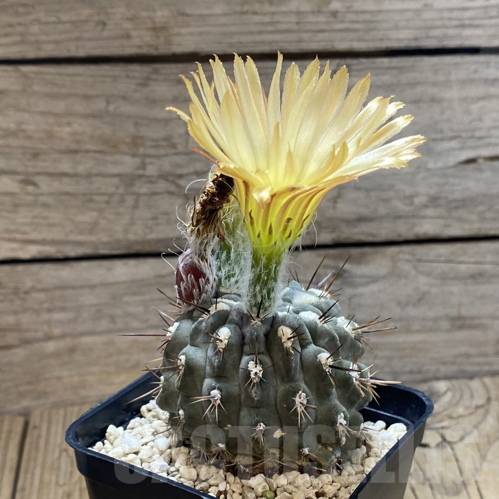 SH12634 Eriosyce heinrichiana - Obrázek 2