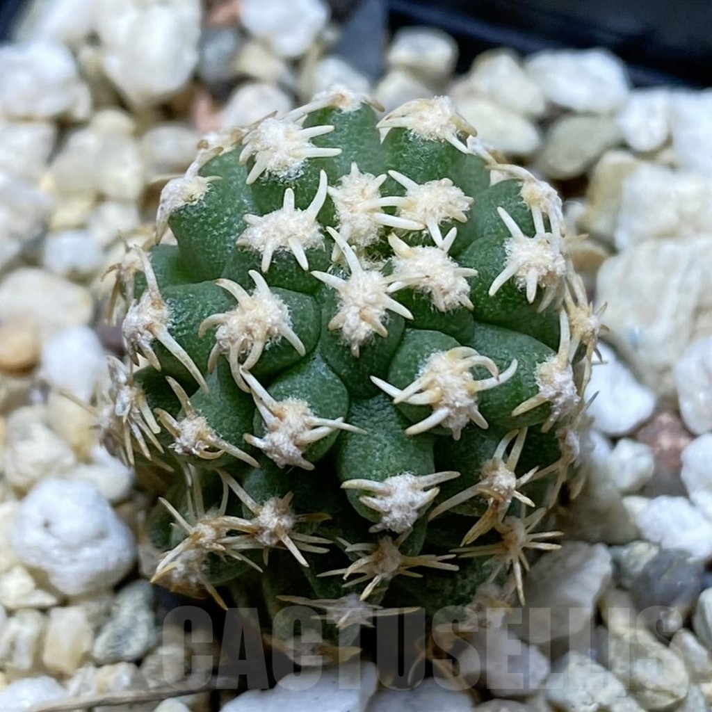 SH12635 Pygmaeocereus bieblii, own roots