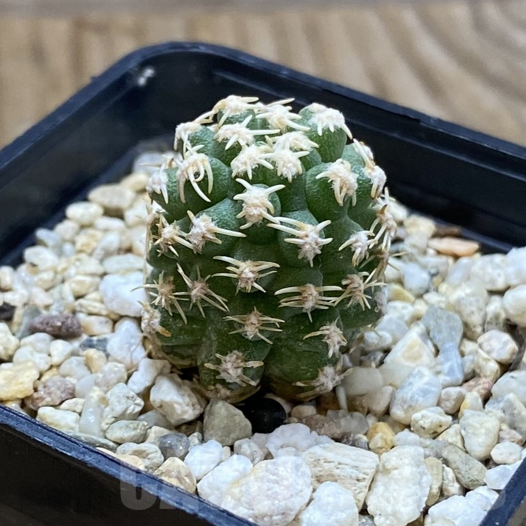 SH12635 Pygmaeocereus bieblii, own roots - 画像 (2)