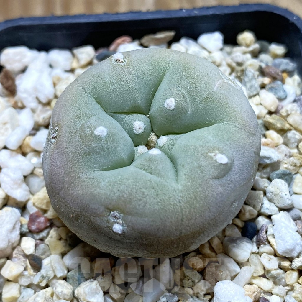 SH12640 Anhalonium frichii