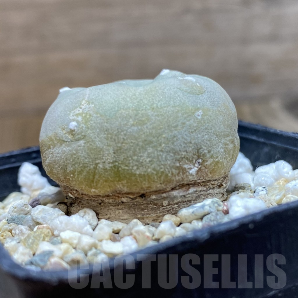 SH12640 Anhalonium frichii - Image 2