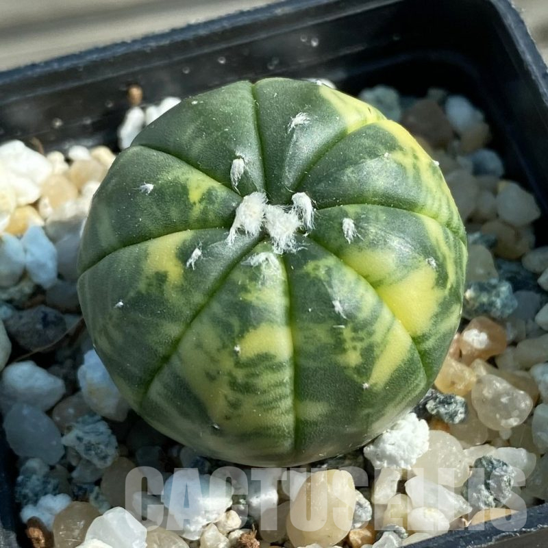 SH12781 Astrophytum asterias f. variegata