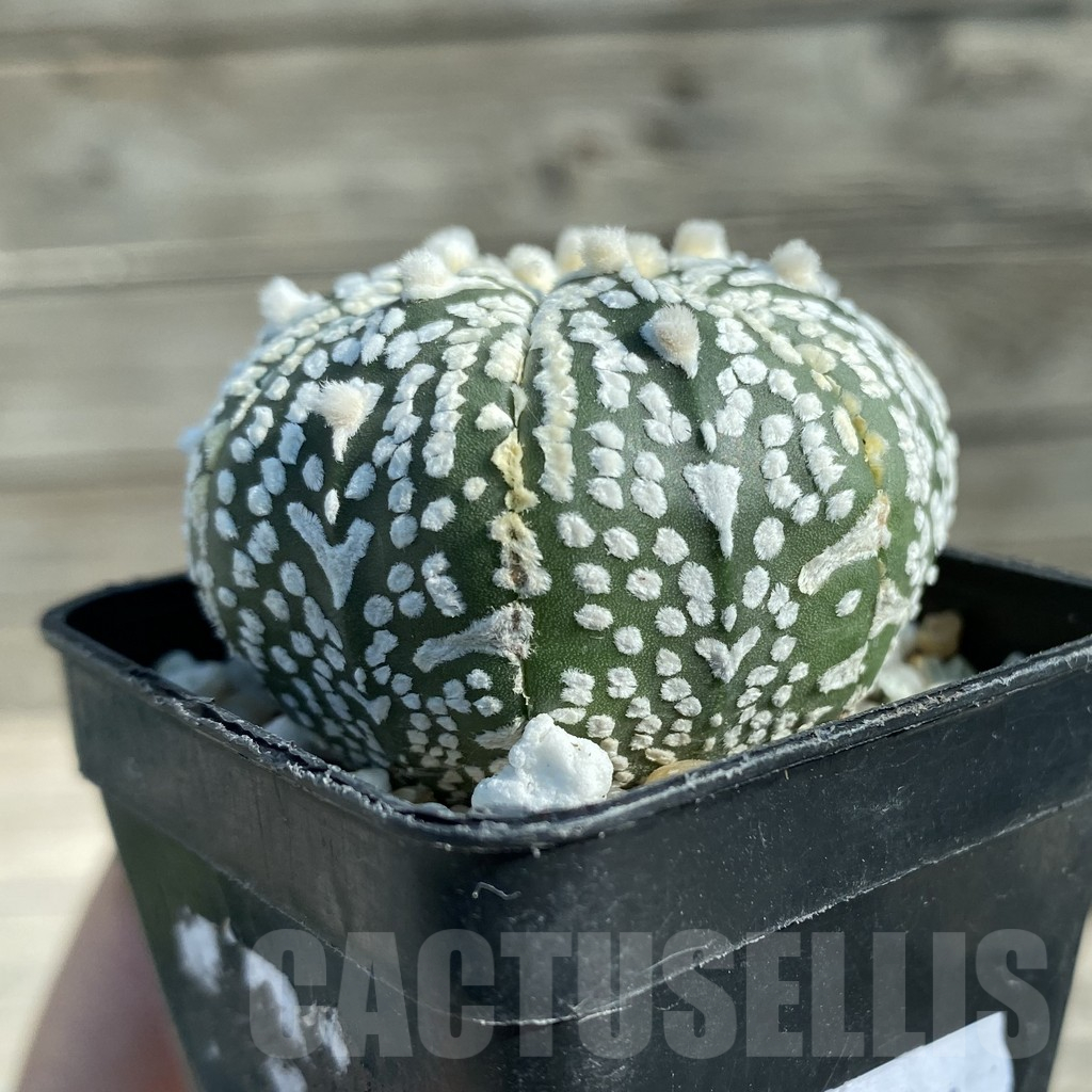 SH12784 Astrophytum asterias 'Super Kabuto' V-type, 7-ribs - Image 2