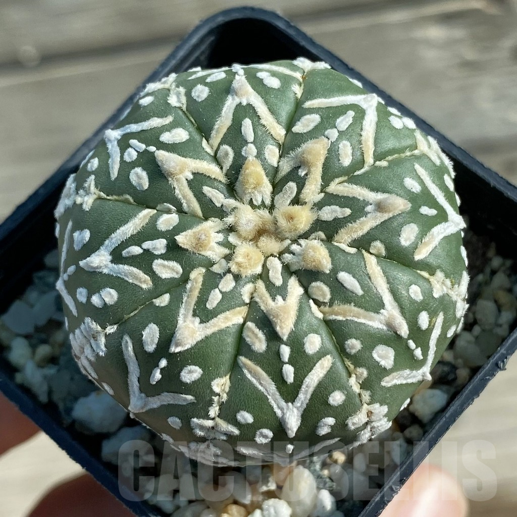 SH12787 Astrophytum asterias 'Super Kabuto' V-type f. nudum