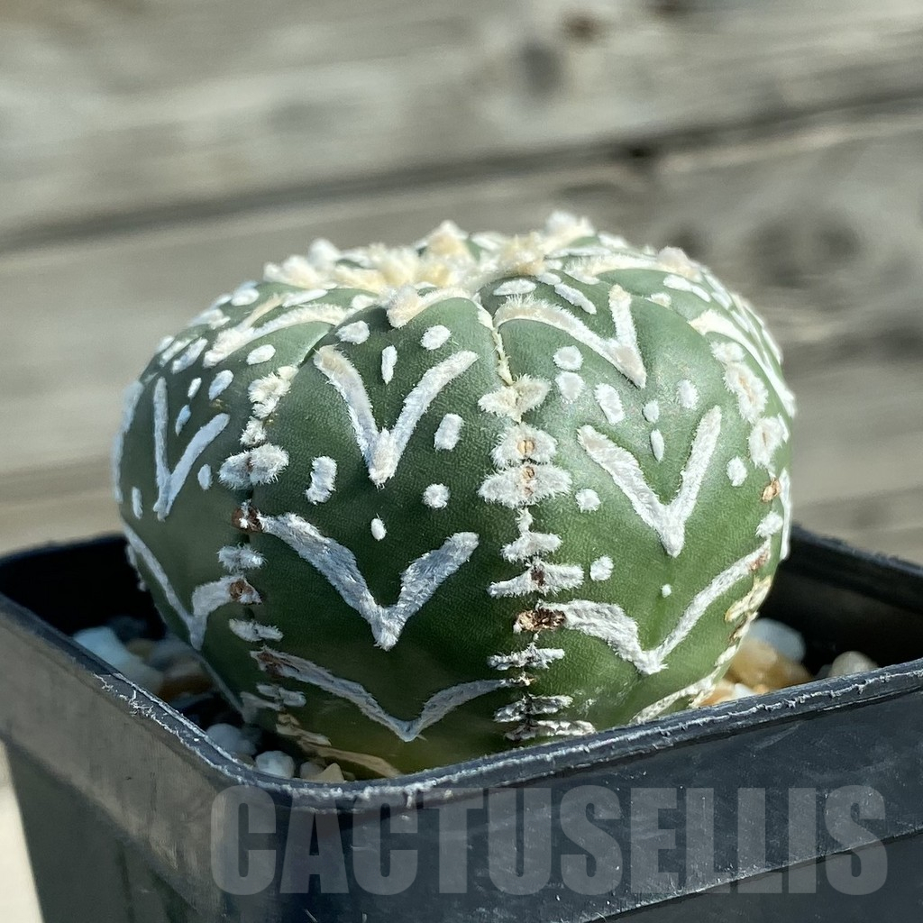 SH12787 Astrophytum asterias 'Super Kabuto' V-type f. nudum - Image 2