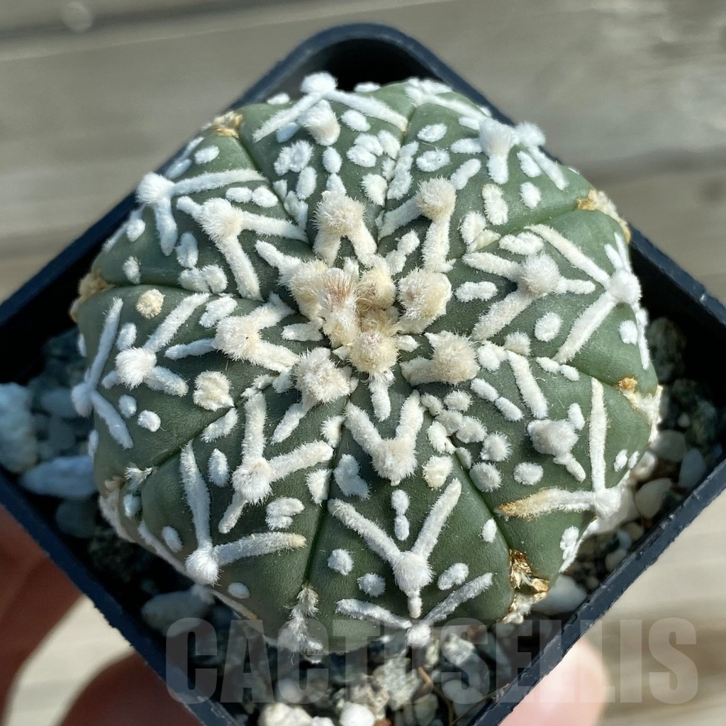 SH12788 Astrophytum asterias 'Super Kabuto' V-type f. nudum