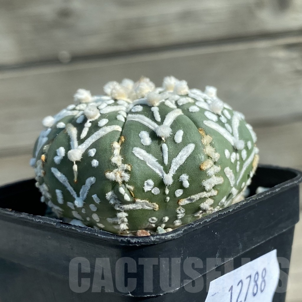 SH12788 Astrophytum asterias 'Super Kabuto' V-type f. nudum - Image 2