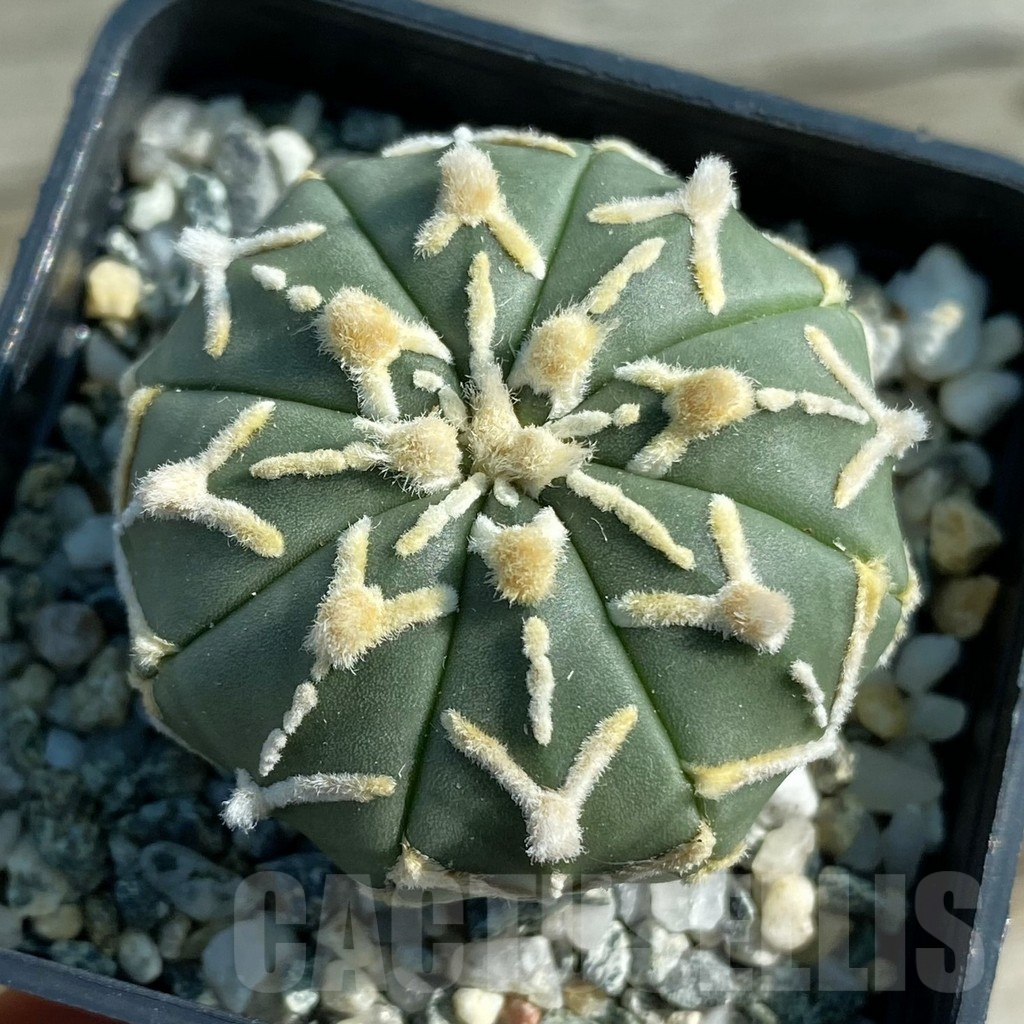 SH12789 Astrophytum asterias 'Super Kabuto' V-type f. nudum