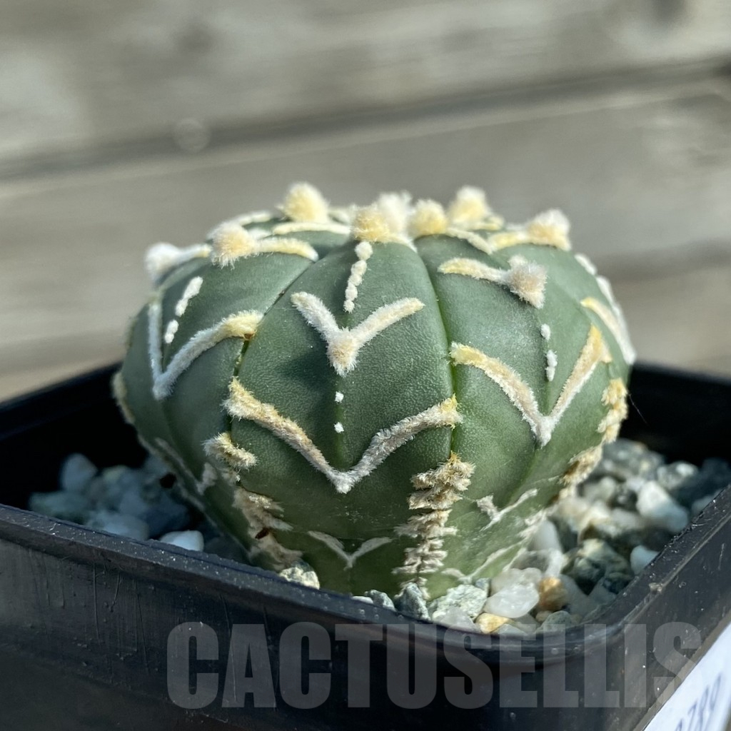 SH12789 Astrophytum asterias 'Super Kabuto' V-type f. nudum - Image 2