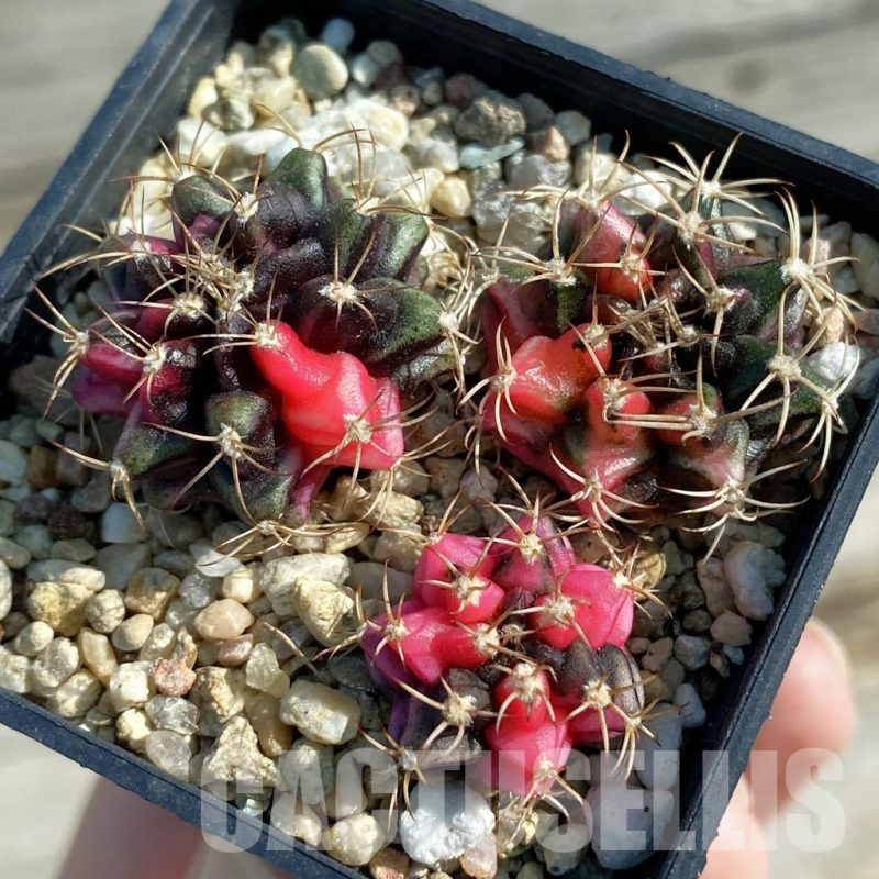 SH12793 Gymnocalycium mihanovichii f. variegata, 3 plants