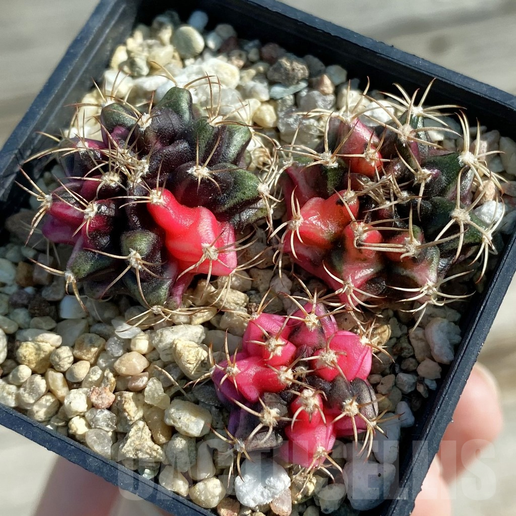 SH12793 Gymnocalycium mihanovichii f. variegata, 3 plants