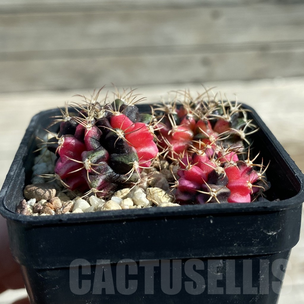 SH12793 Gymnocalycium mihanovichii f. variegata, 3 plants - Image 2