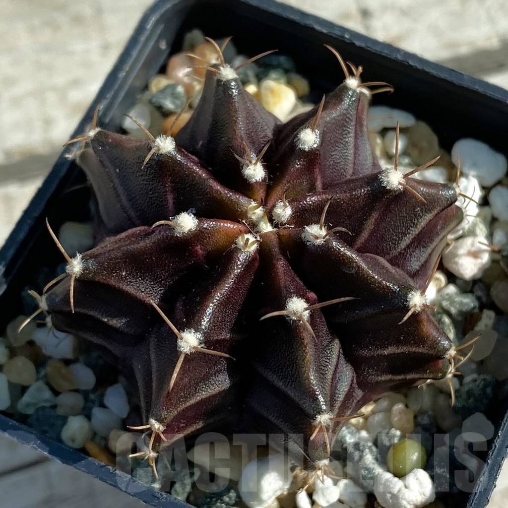 SH12794 Gymnocalycium mihanovichii ‘Black Widow’ hybrid, seedling