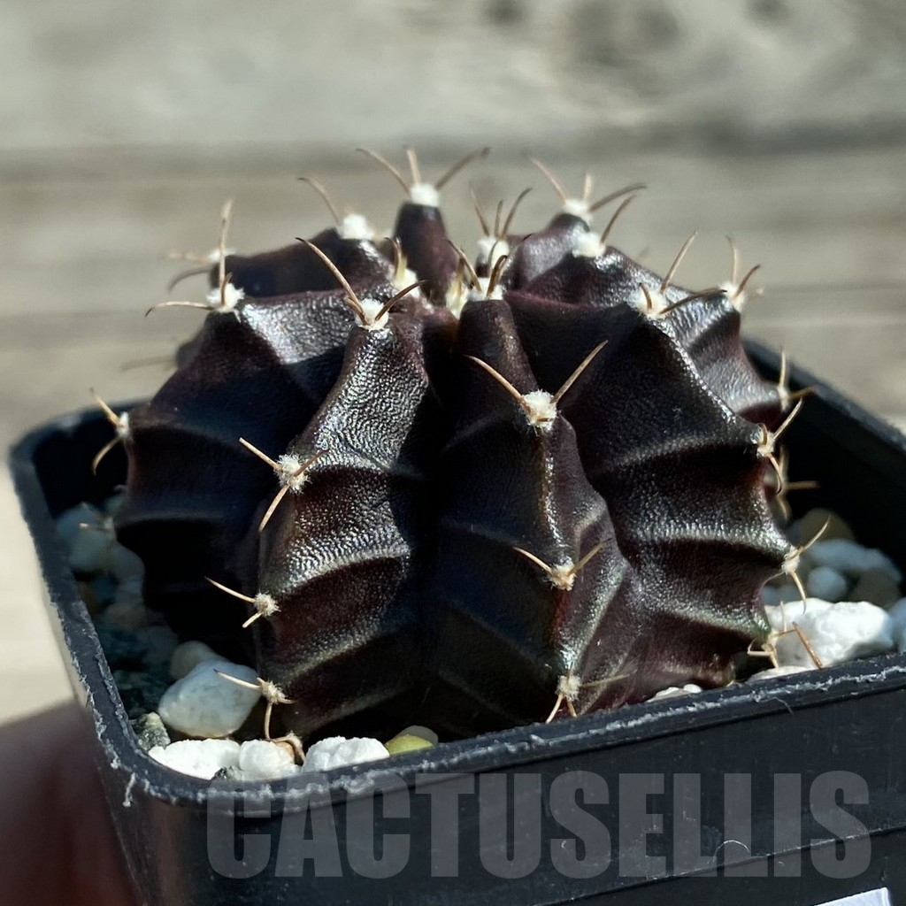 SH12794 Gymnocalycium mihanovichii ‘Black Widow’ hybrid, seedling – Image 2