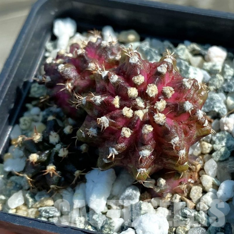 SH12796 Gymnocalycium mihanovichii 'T-Lux', seedling