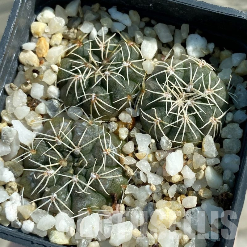 SH12801 Gymnocalycium catamarcense GN 93, 3 plants