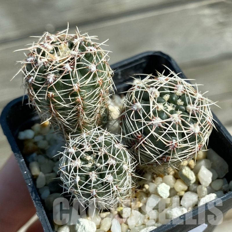 SH12802 Gymnocalycium reductum, 3 plants seedling