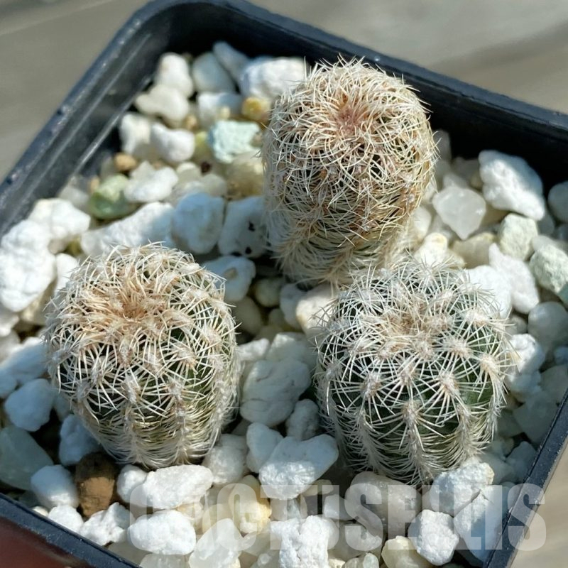 SH12803 Gymnocalycium bruchii v. pawlovskyi GN 1626/4901, 3 plants