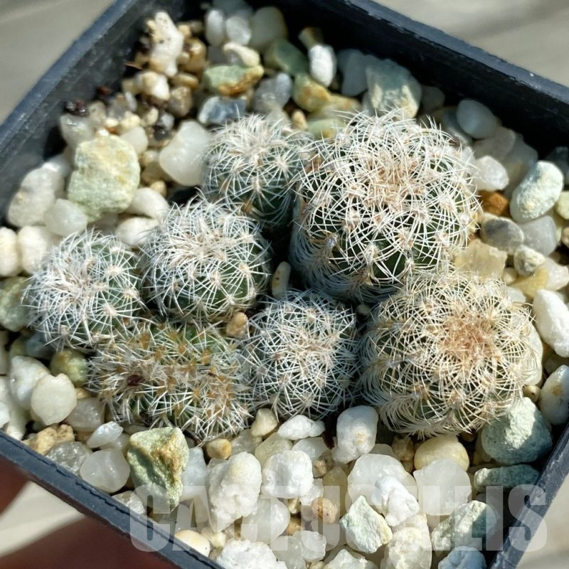 SH12804 Gymnocalycium bruchii v. pawlovskyi GN 1626/4901