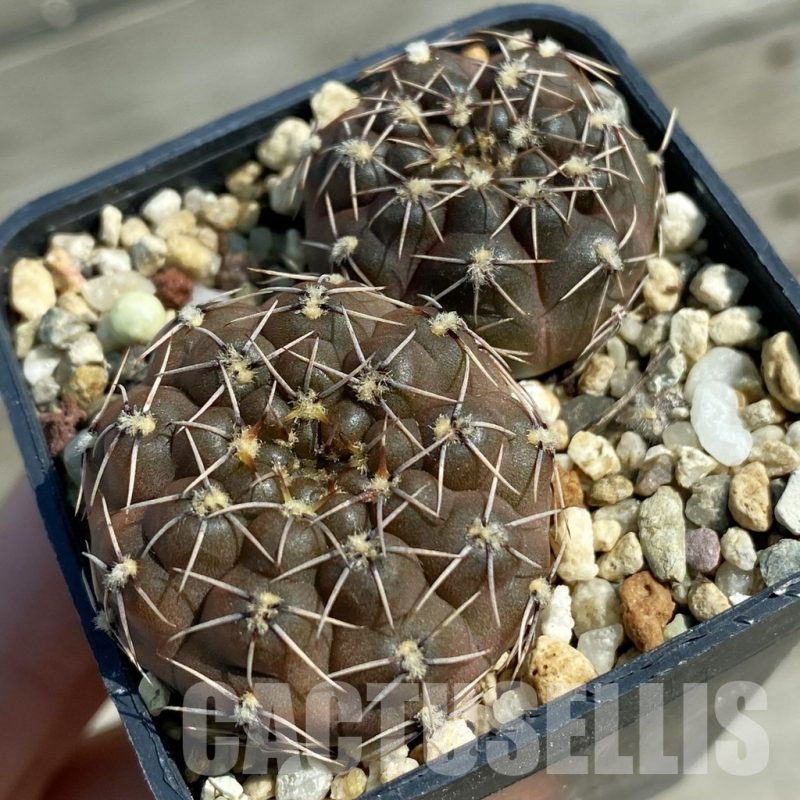 SH12806 Gymnocalycium robustum, 2 plants