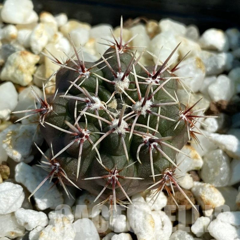 SH12807 Gymnocalycium platense v. ventanicola P94