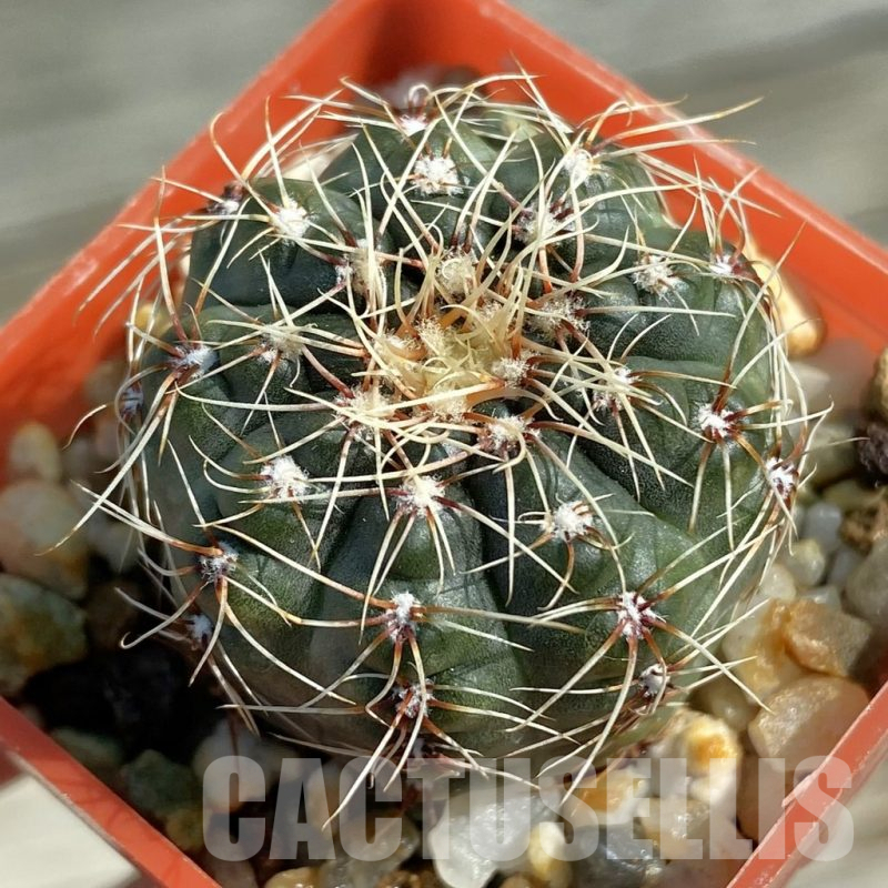 SH12809 Gymnocalycium altagraciense n.n. STO 223