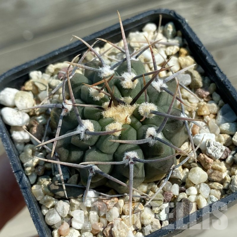 SH12810 Gymnocalycium vatteri -Long spines-