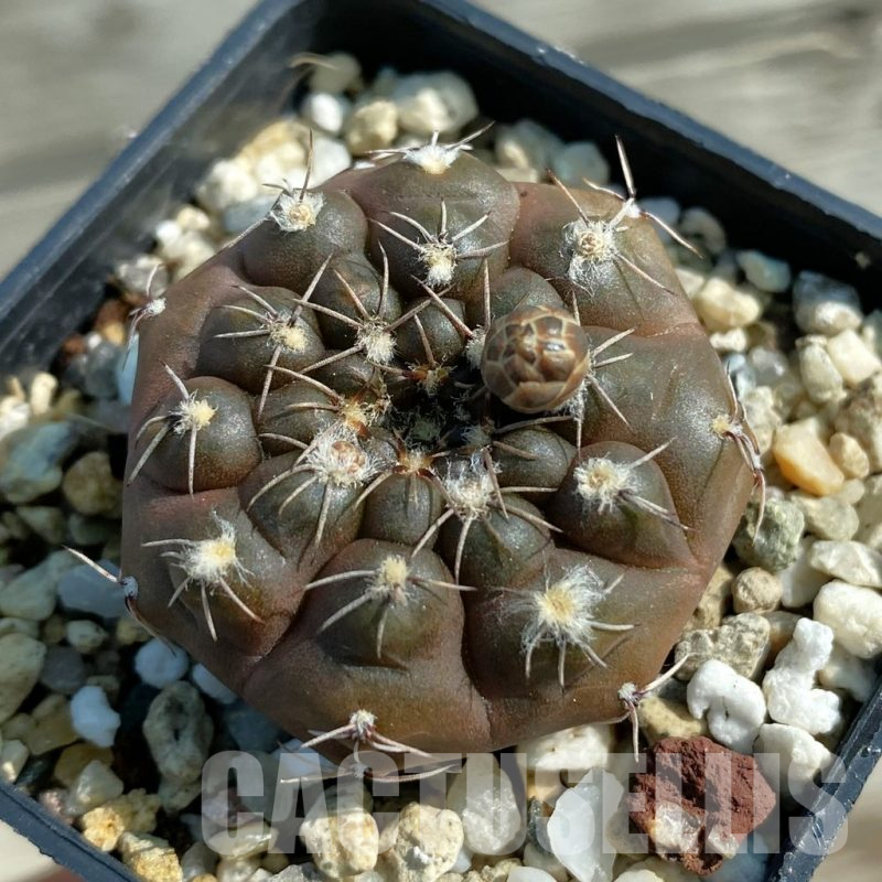 SH12813 Gymnocalycium robustum