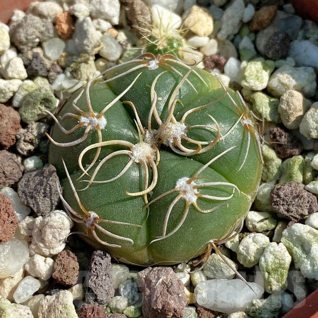 SH12815 Gymnocalycium denudatum