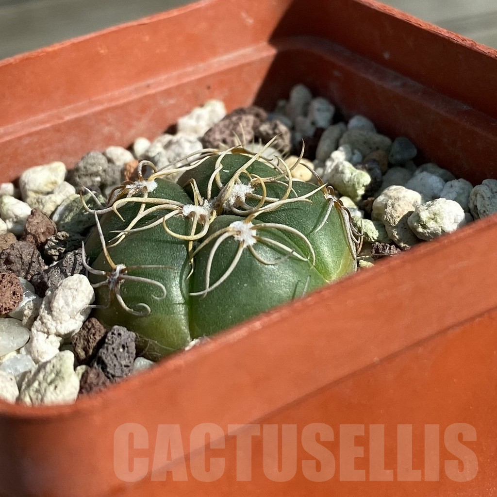 SH12815 Gymnocalycium denudatum - Obrázek 2
