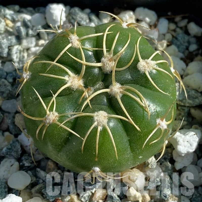 SH12816 Gymnocalycium denudatum ‘Kaiomaru’, seedling -Japan-