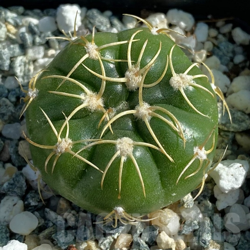 SH12816 Gymnocalycium denudatum ‘Kaiomaru’, seedling -Japan-