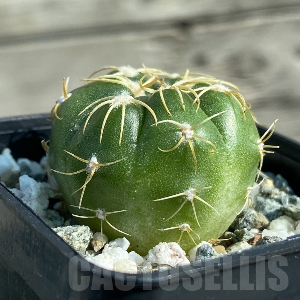 SH12816 Gymnocalycium denudatum ‘Kaiomaru’, seedling -Japan- - immagine 2