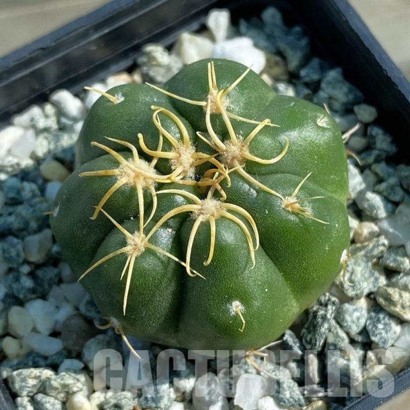 SH12817 Gymnocalycium denudatum ‘Kaiomaru’, seedling -Japan-