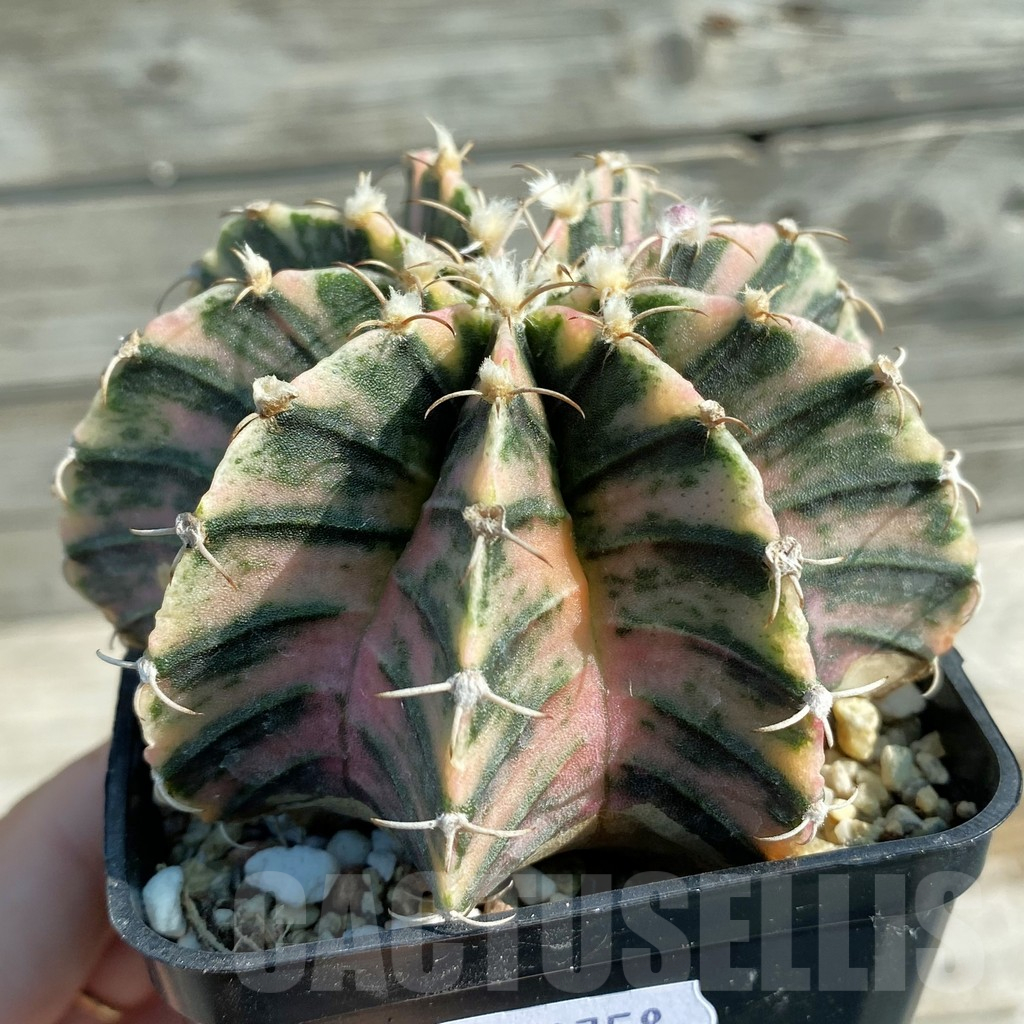 SH12758 Gymnocalycium friedrichii f. variegata, seedling - Image 3