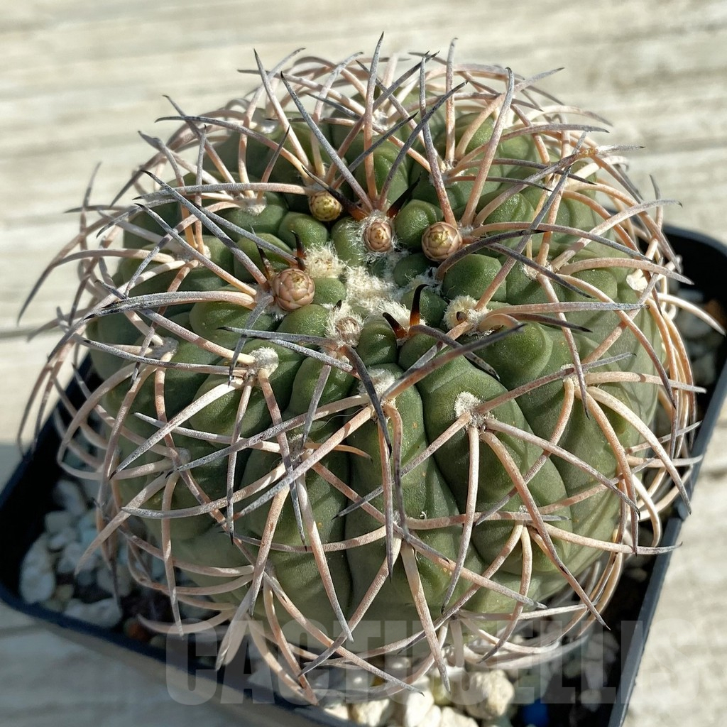 SH12759 Gymnocalycium spegazzinii LF 58, old 12 years