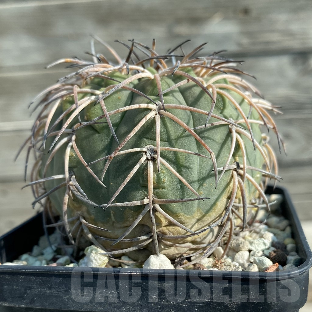 SH12759 Gymnocalycium spegazzinii LF 58, old 12 years - Image 2