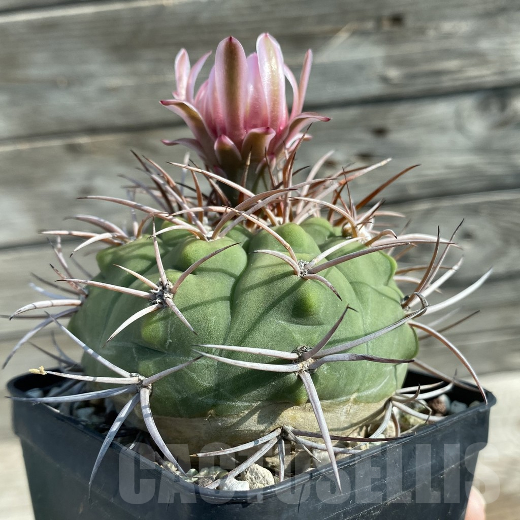SH12760 Gymnocalycium castellanosii P 800, old 10 years - Imagen 2