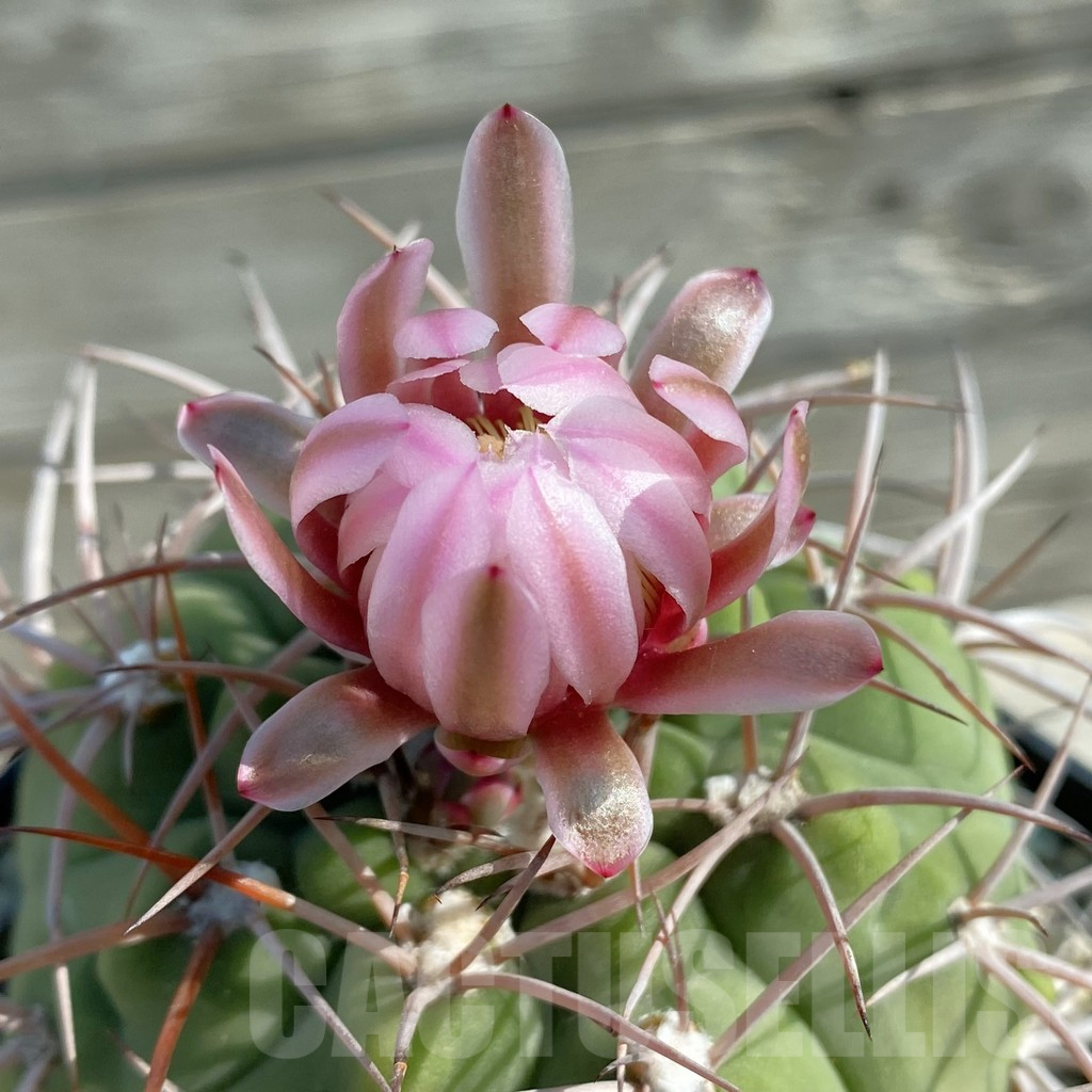 SH12760 Gymnocalycium castellanosii P 800, old 10 years