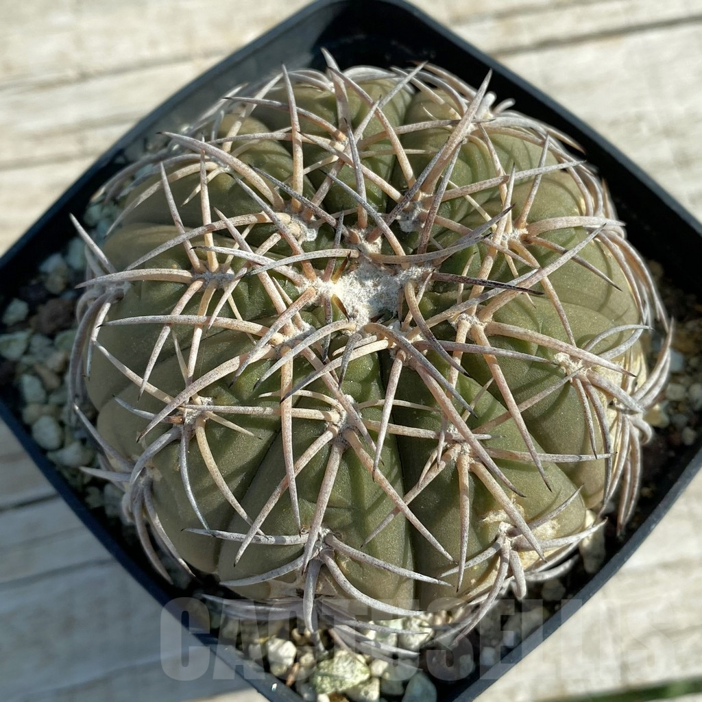 SH12761 Gymnocalycium spegazzinii ex MG 489.1, old 10 years