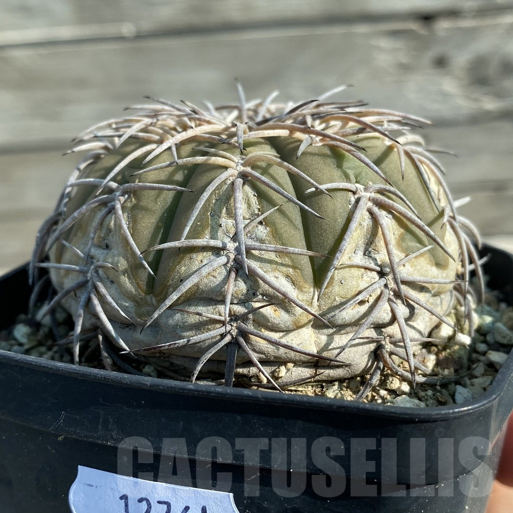 SH12761 Gymnocalycium spegazzinii ex MG 489.1, old 10 years - Image 2