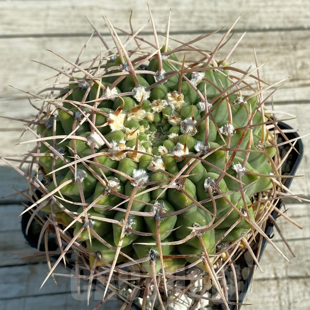 SH12762 Gymnocalycium vatteri, old 15 years