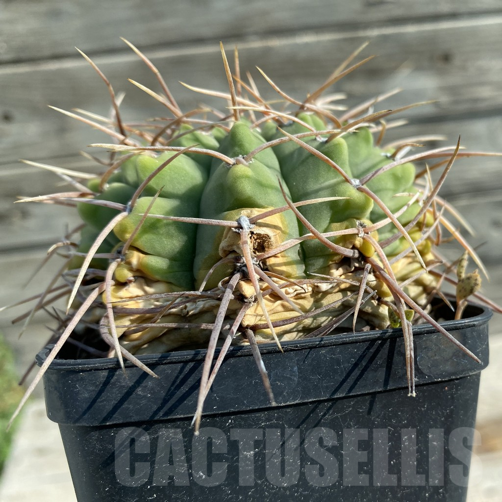 SH12762 Gymnocalycium vatteri, old 15 years – Bild 2