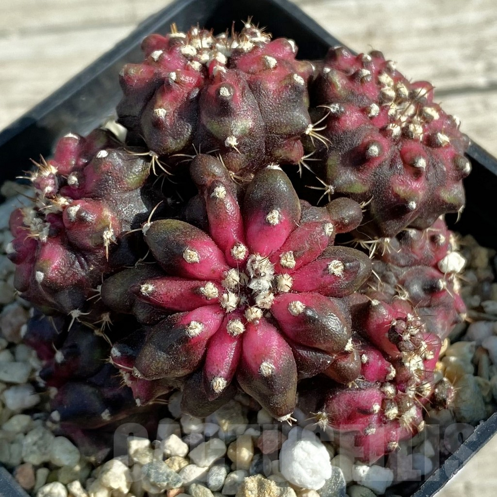 SH12763 Gymnocalycium mihanovichii 'T-Lux' hybrid