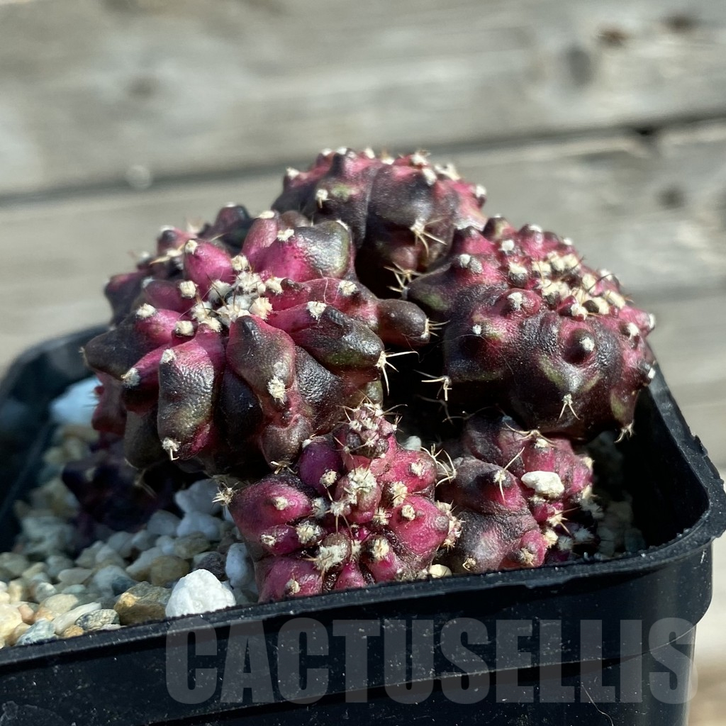 SH12763 Gymnocalycium mihanovichii 'T-Lux' hybrid - Image 2