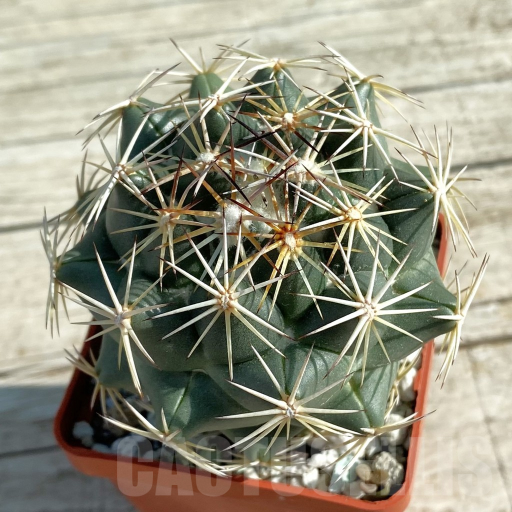 SH12766 Coryphantha cornifera - Imagen 2