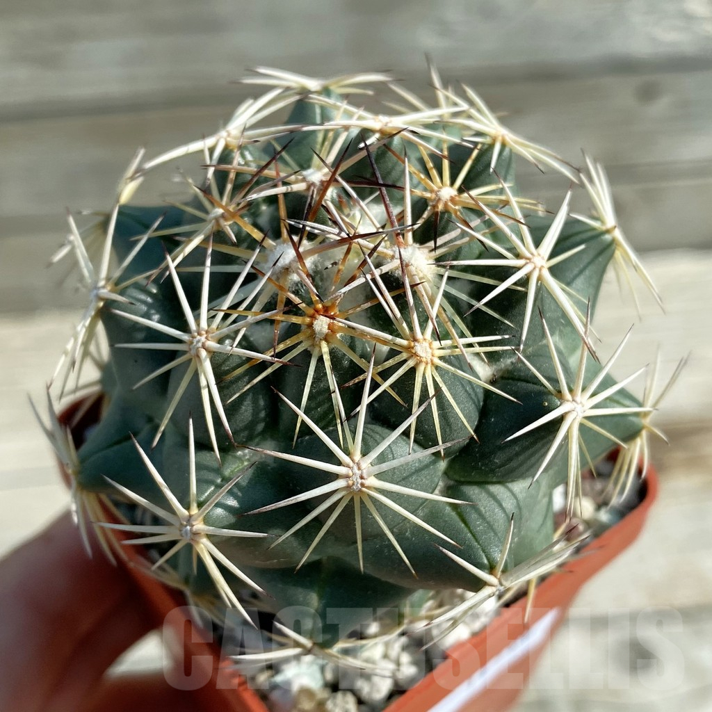 SH12766 Coryphantha cornifera
