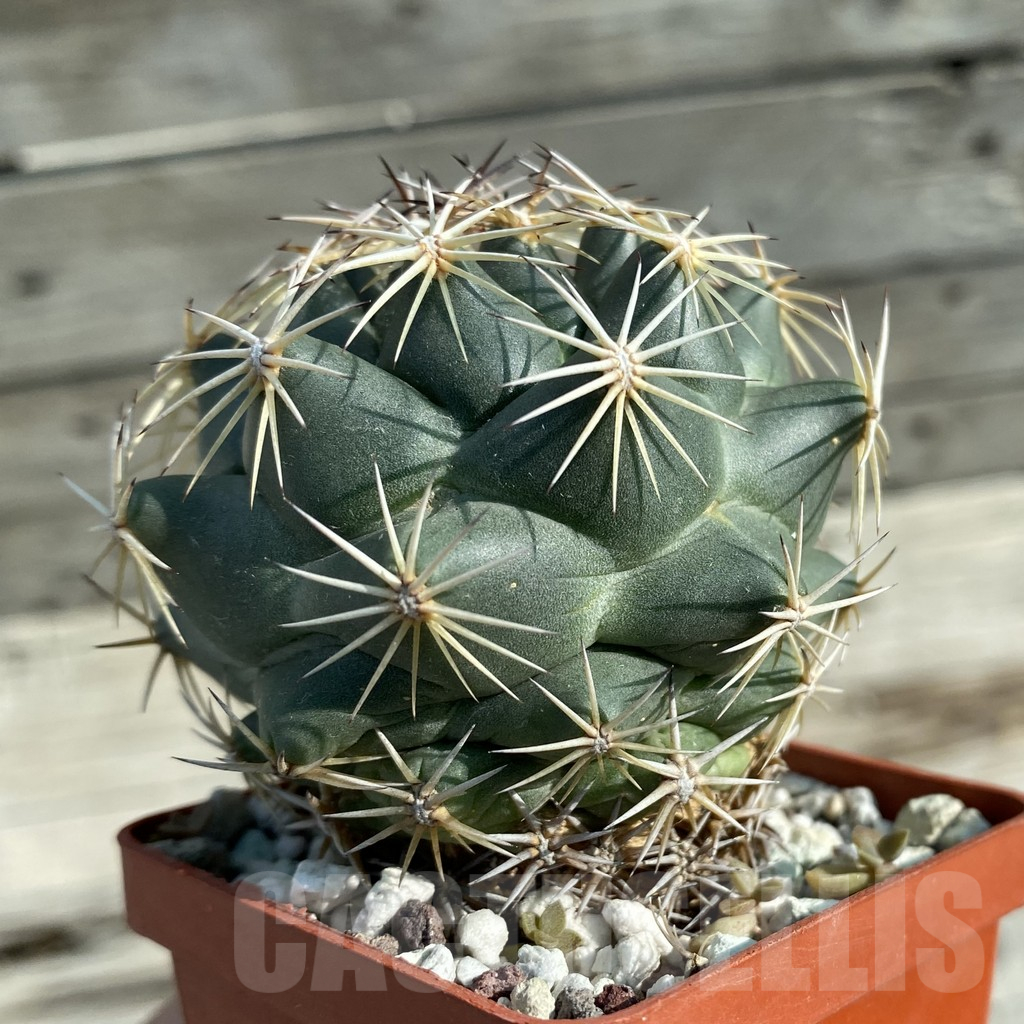 SH12766 Coryphantha cornifera - Imagen 3